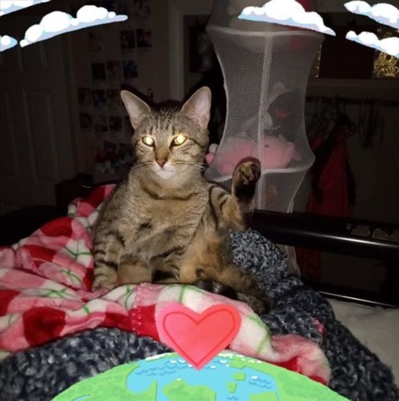 Meet your Posher, Ferret - Picture 1 of 1